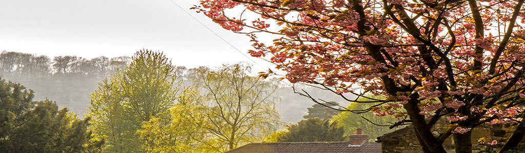 Rural cottages with blossom trees